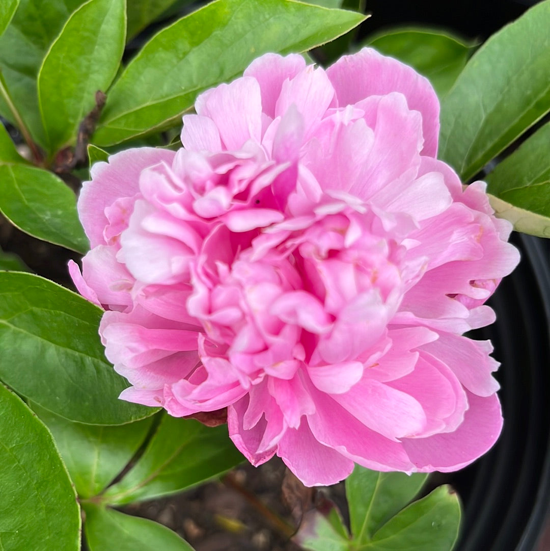 Prairie Afire Peony