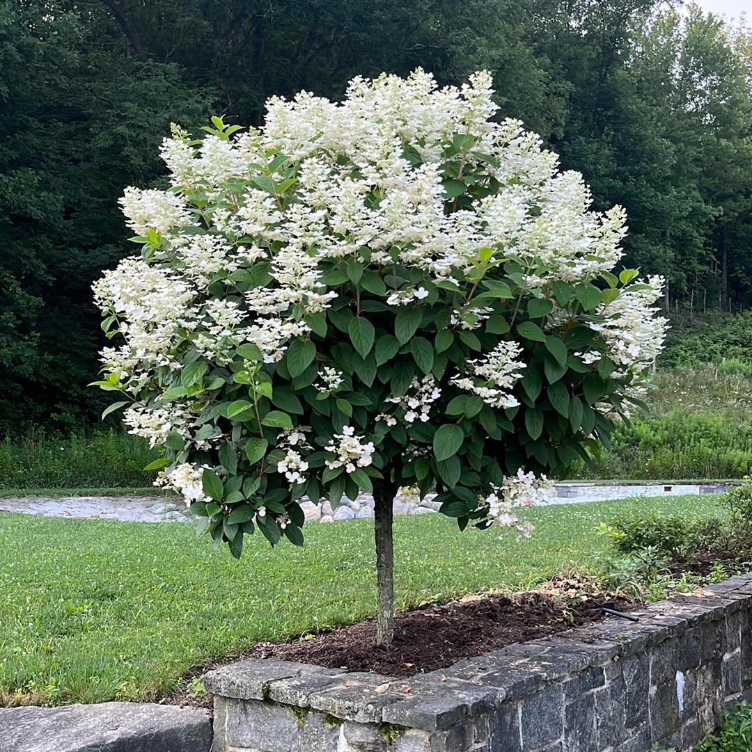 Quick Fire Hydrangea Tree | Hydrangea paniculata 'Bulk'