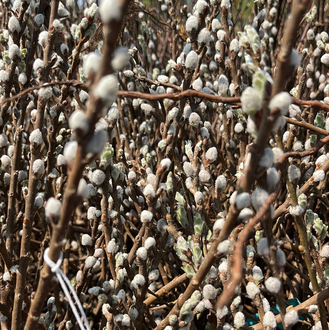 Iceberg Alley Sageleaf Willow | Salix candida