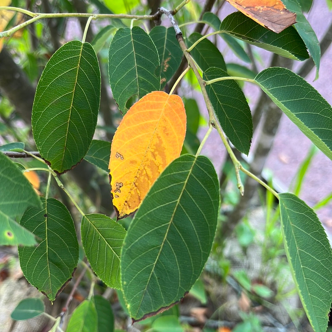 Autumn Brilliance Serviceberry | Amelanchier x grandiflora