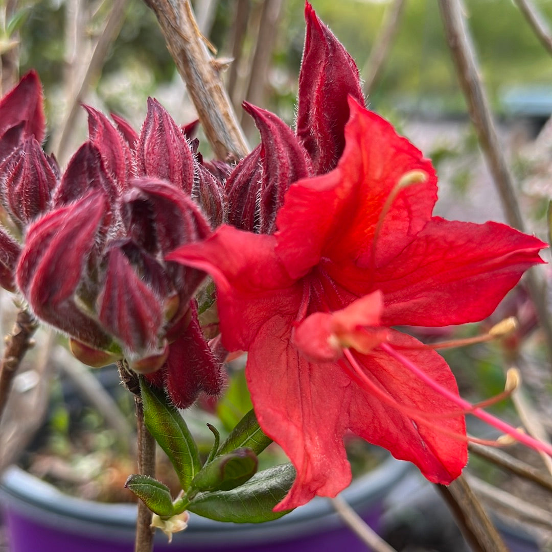 Electric Lights™ Red Azalea