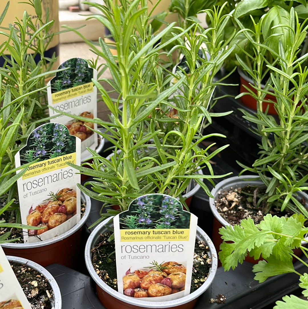 Herbs Assorted