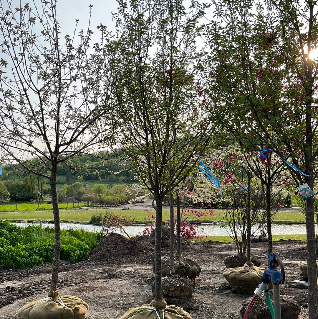 Luscious Pear | Pyrus communis 'Luscious'