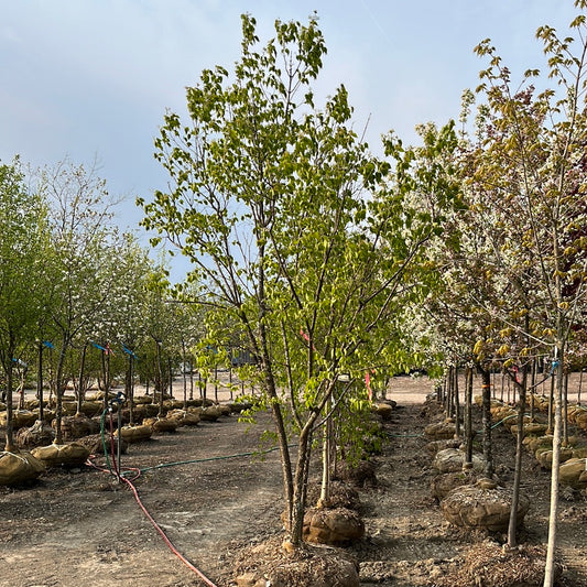 Ivory Silk Japanese Lilac Tree | Syringa reticulata 'Ivory Silk'