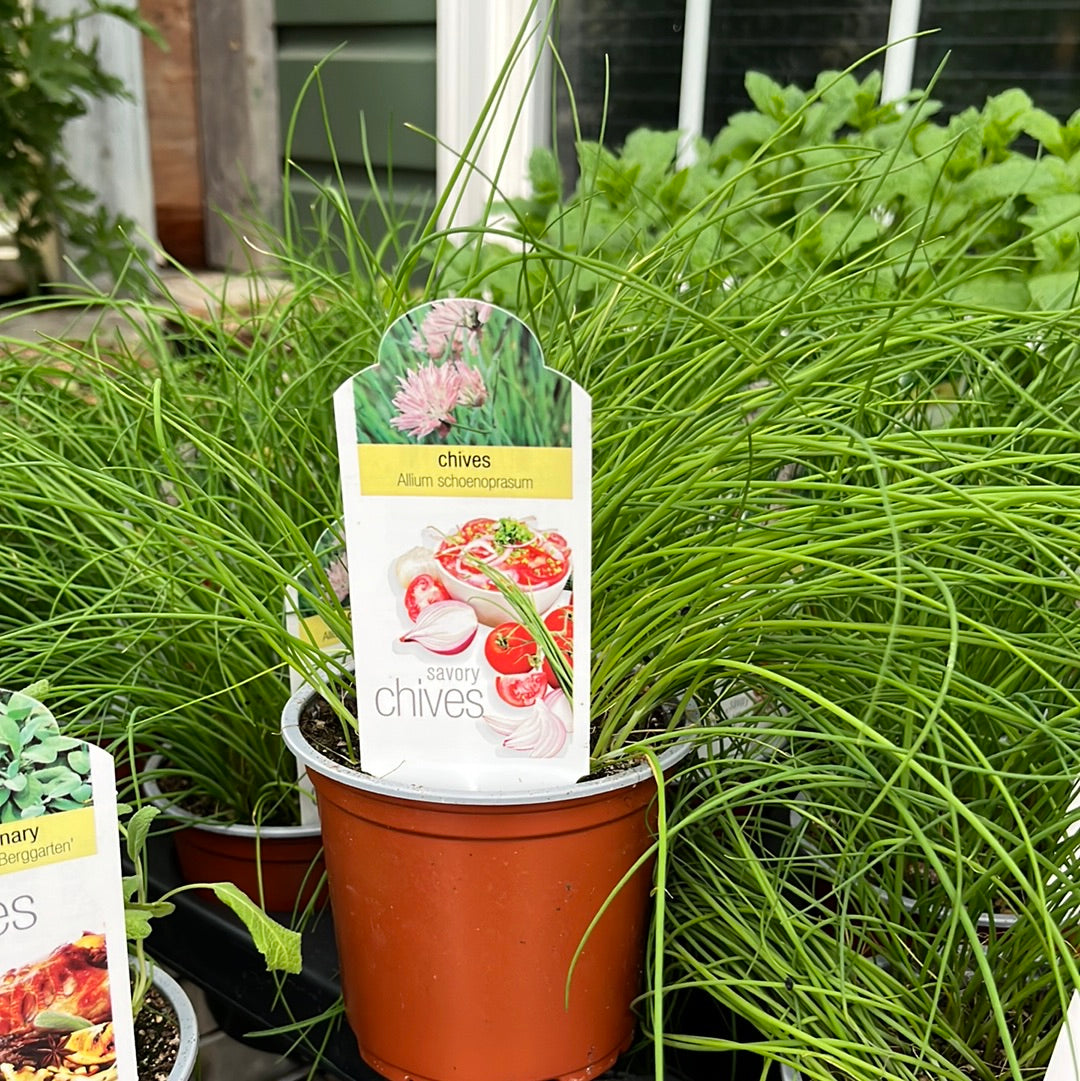 Herbs Assorted