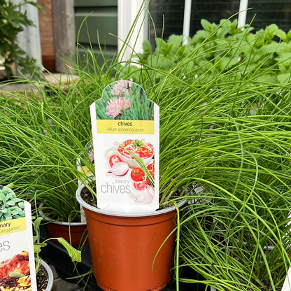Herbs Assorted