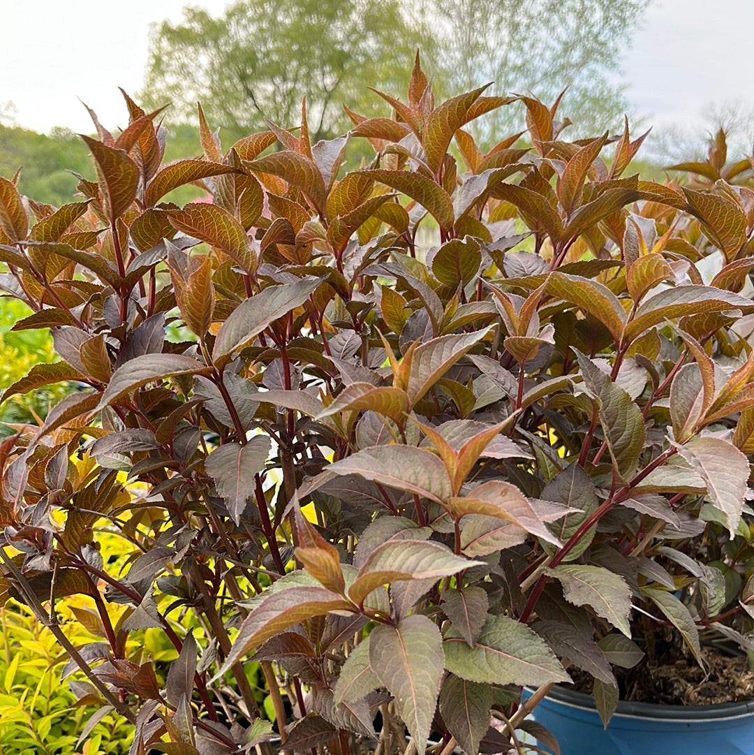 Nightglow' Honeysuckle | Diervilla Splendens