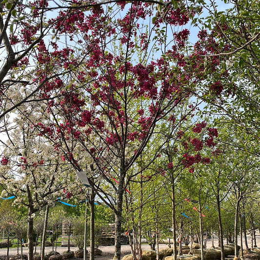 Prairifire Crabapple | Malus 'Prairiefire'