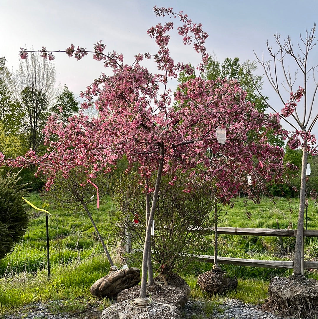 Weeping Ruby Tears Crabapple | Malus 'Bailears'