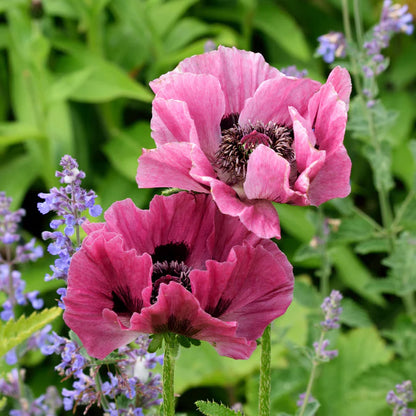 Patty's Plum Oriental Poppy | Papaver orientale