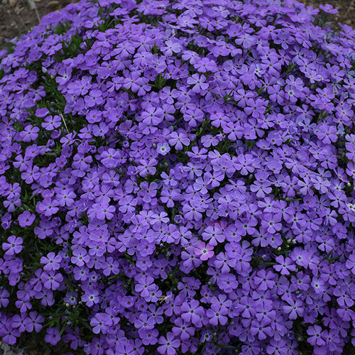 Mountainside® 'Crater Lake' Hybrid Spring Phlox Phlox hybrid