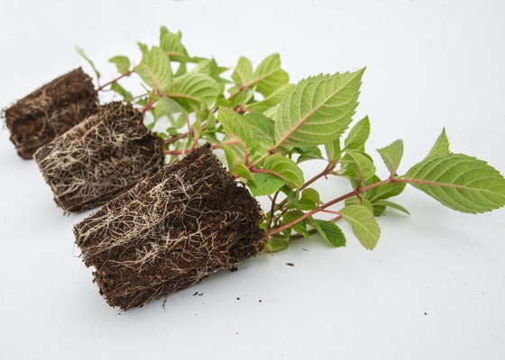 magic bean - bean spectular