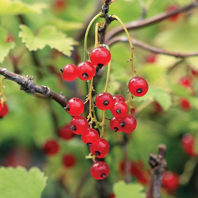 'Red Lake' Currant - Ribes 'Red Lake'