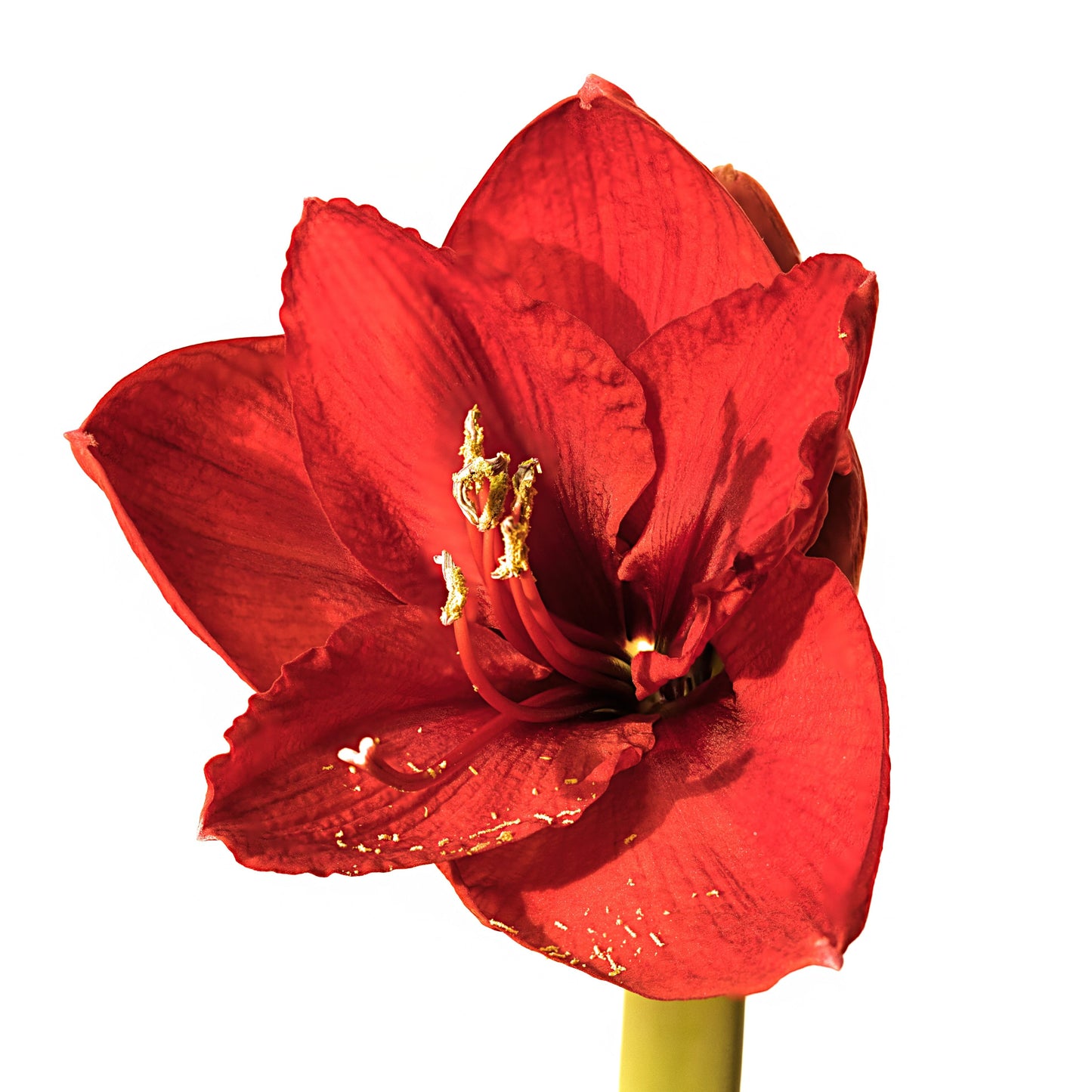 Amaryllis Bulb