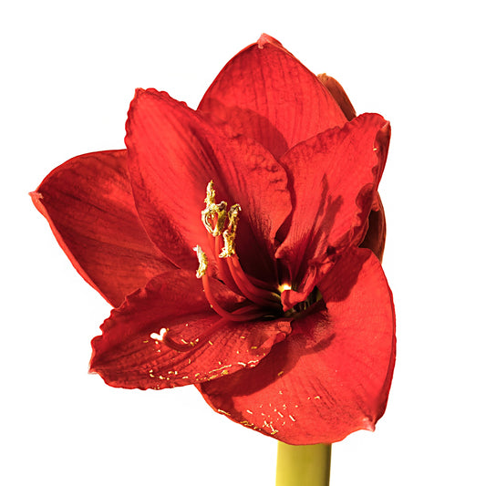 Amaryllis Bulb