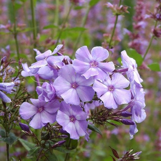 'Blue Paradise' Garden Phlox | Phlox paniculata