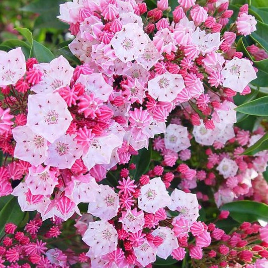 'Nathan Hale' Mountain Laurel | Kalmia Latifolia