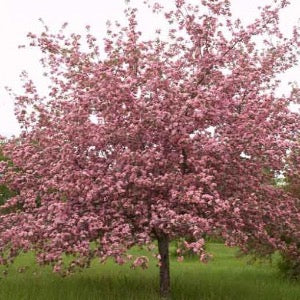 'Brandywine' Crabapple | Malus 'Brandywine'