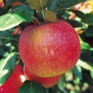 Zestar Apple | Malus 'Minnewashta'