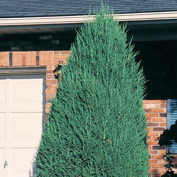 Mountbatten Juniper | Juniperus chinensis 'Mountbatten'