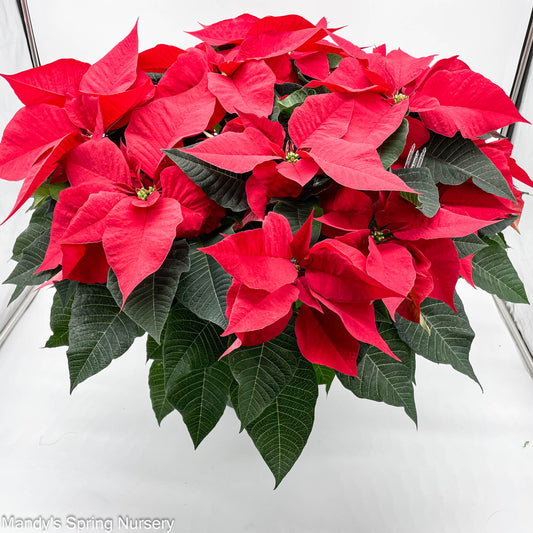 Poinsettia - Live Plant