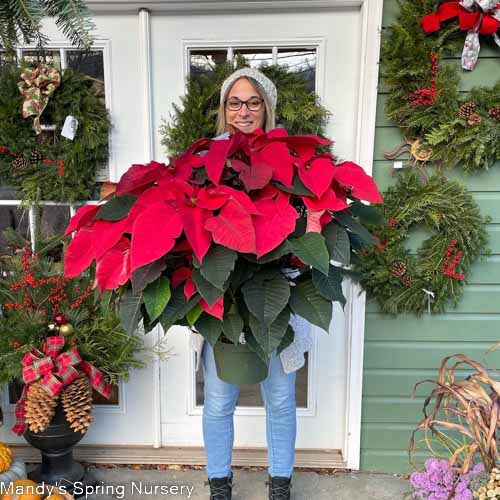 Poinsettia - Live Plant