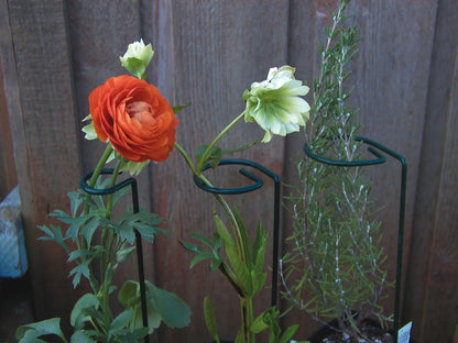 Luster Leaf Plant Prop Stake