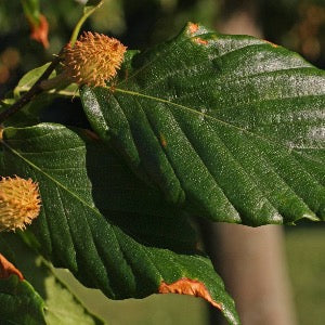 American Beech | Fagus grandiflora