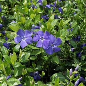 'Bowles' Common Periwinkle | Vinca minor 'Bowles'