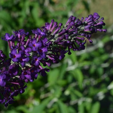 Groovy Grape Butterfly Bush | Buddleia davidii