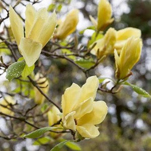 Butterflies Magnolia
