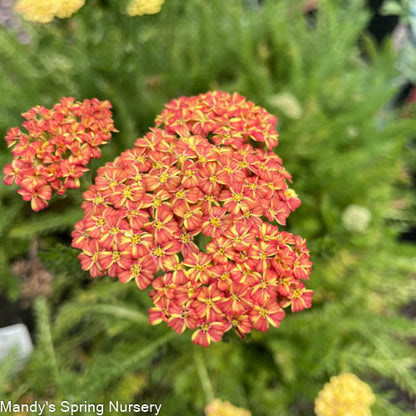 'Desert Eve™ Terracotta' Yarrow | Achillea millefolium Monrovia