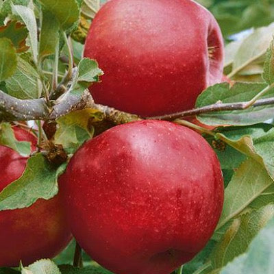 Bare Root Empire Apple | Malus