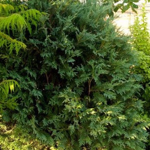 Technito Arborvitae | Thuja occidentalis 'BailJohn'