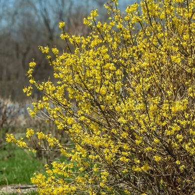 Spring Fling Forsythia | Forsythia