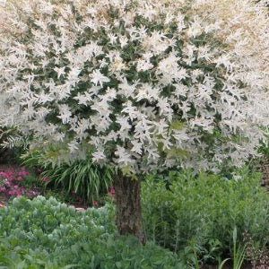 Hakuro Nishiki Willow Tree-Form | Salix integra 'Hakuro Nishiki'