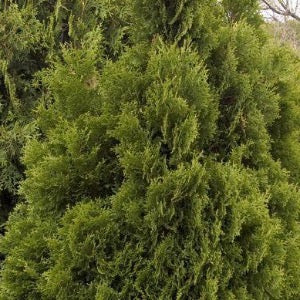 Holmstrup Arborvitae | Thuja occidentalis 'Holmstrup'