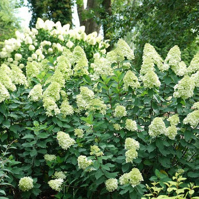 Limelight Prime Hydrangea | Hydrangea paniculata