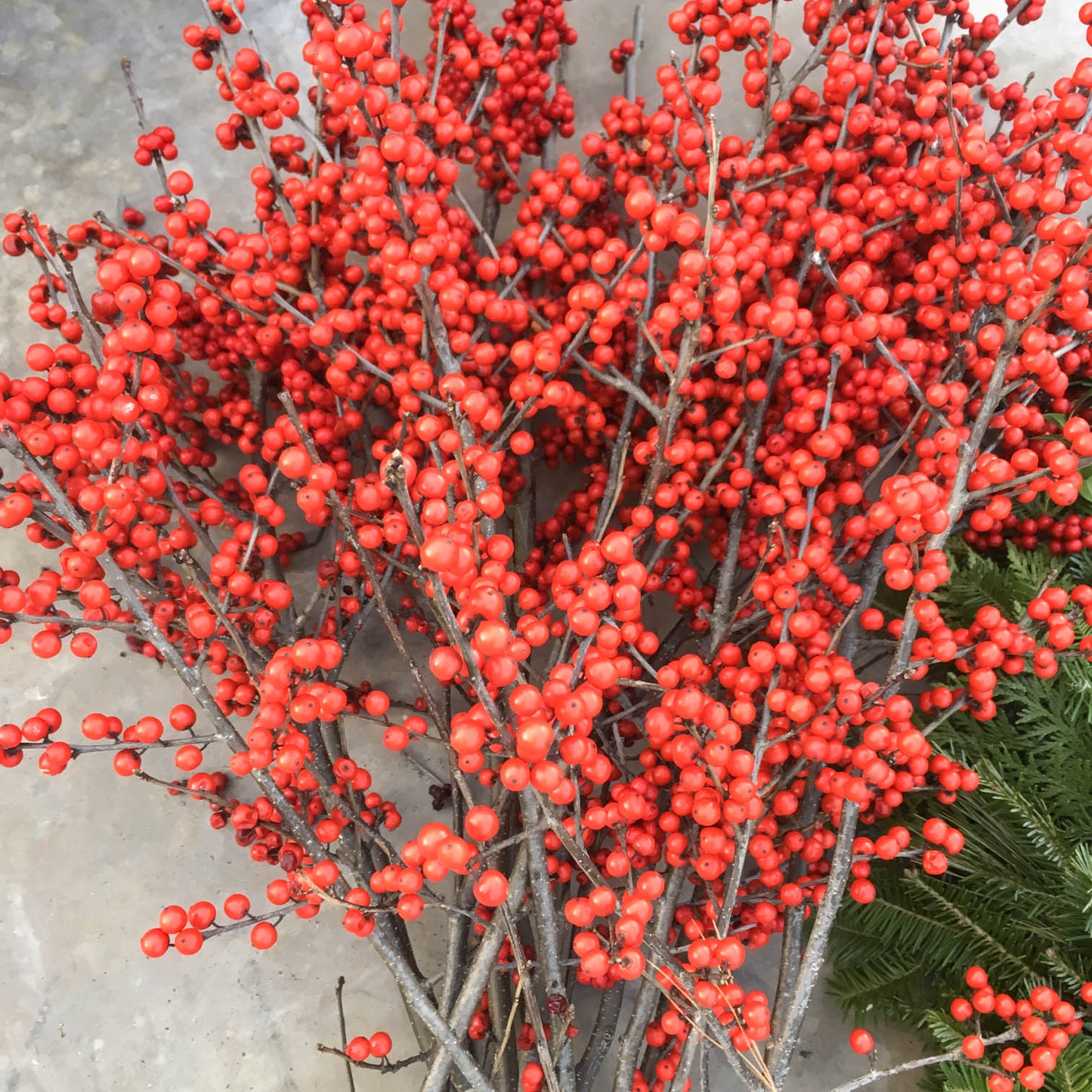 Holly Berries