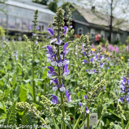 Azure Snow Garden Sage | Perennial Salvia