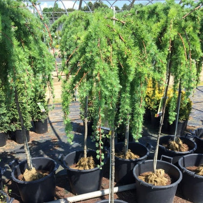 Weeping Larch | Larix decidua 'Pendula'
