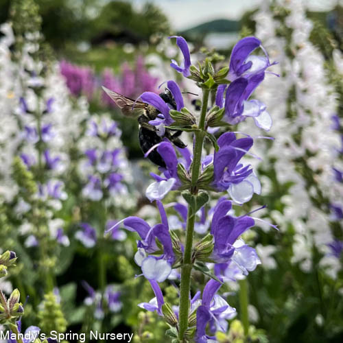 Azure Snow Garden Sage | Perennial Salvia