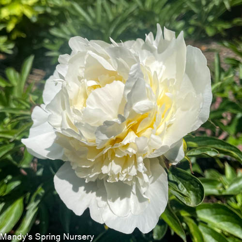 Duchesse de Nemours Peony | Paeonia lactiflora