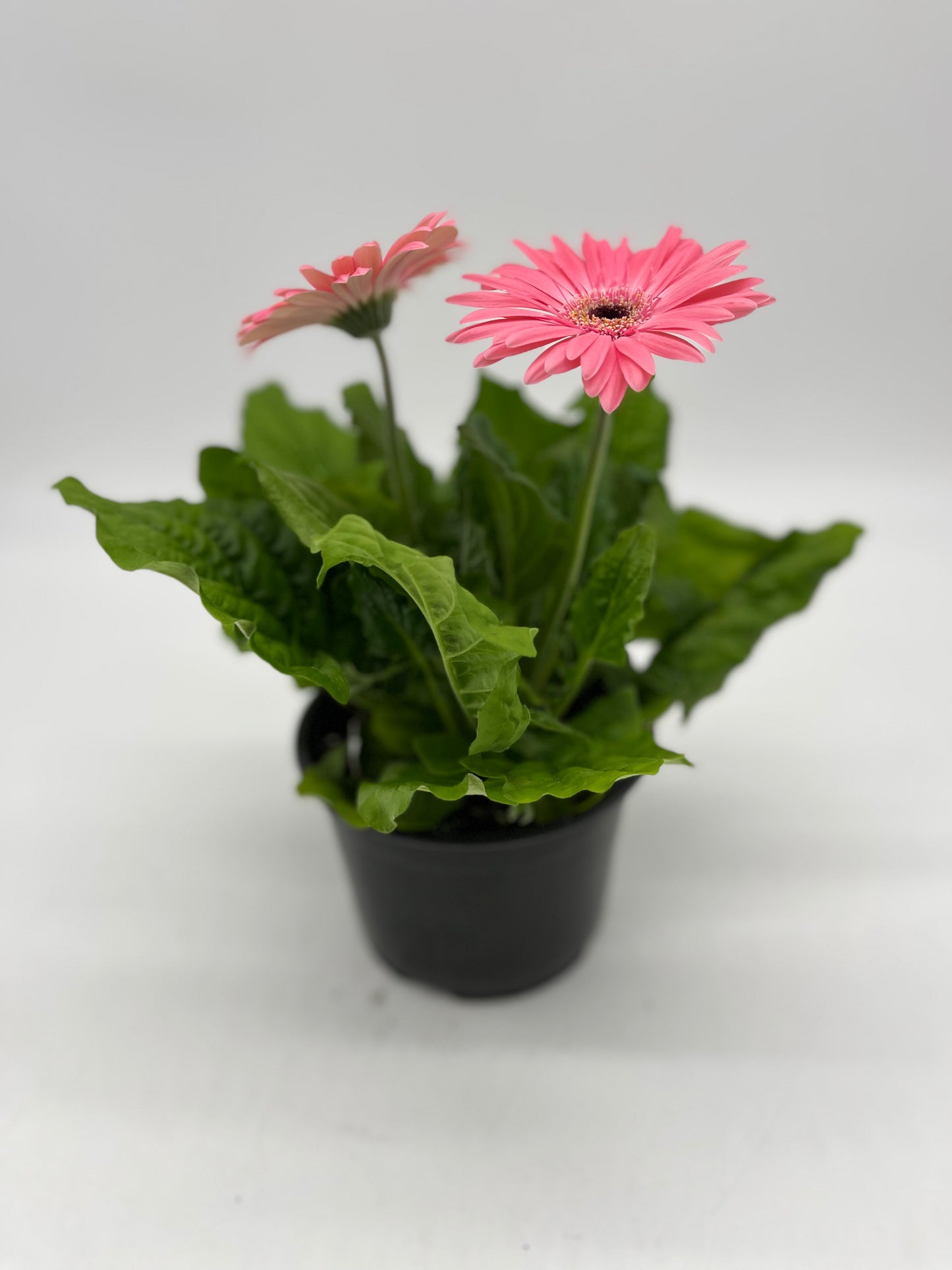 Gerbera Daisy