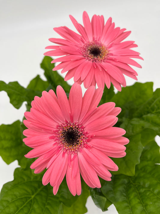 Gerbera Daisy