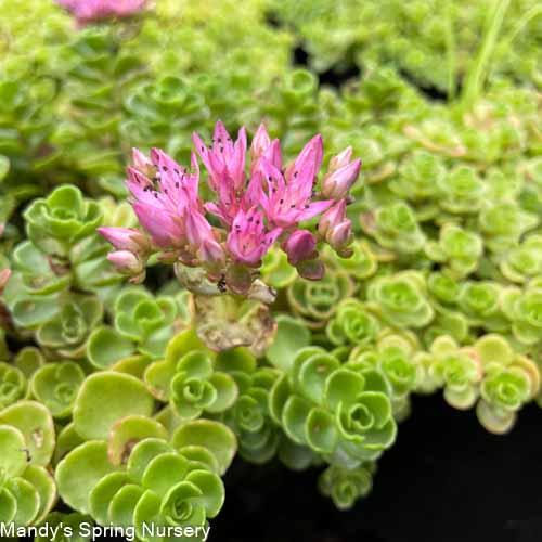 John Creech Stonecrop | Sedum spurium