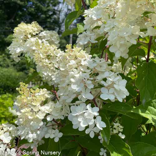 Vanilla Strawberry Hydrangea | Hydrangea paniculata