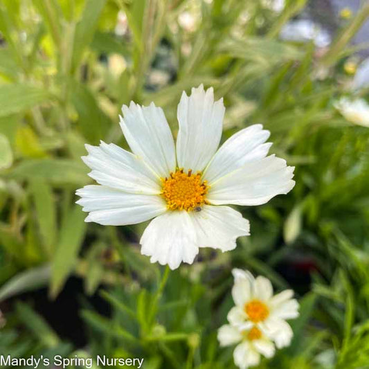 Polaris Tickseed | Coreopsis