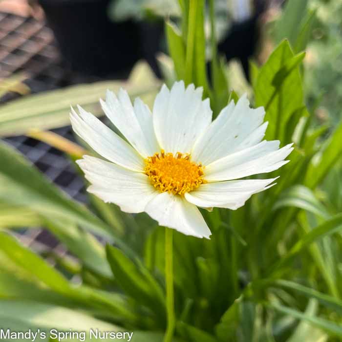 Polaris Tickseed | Coreopsis