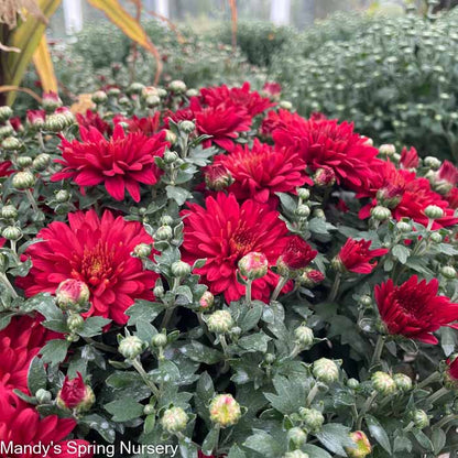 Mums & Kale Fall Assorted